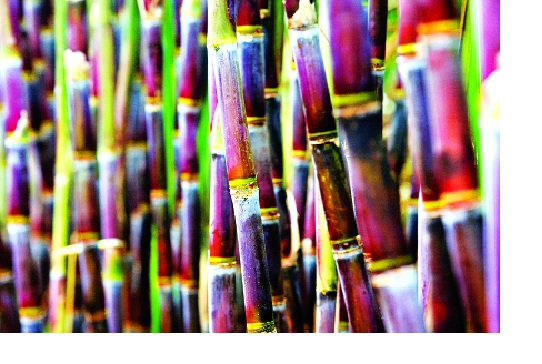 Sugar price of Rs 2500 for the first time in the remaining sugarcane dropped: decision makers of Kolhapur factory | उर्वरित उसाला पहिली उचल २५०० रुपये साखरेचे दर घसरले : कोल्हापुरातील कारखानदारांचा निर्णय Sugar price of Rs 2500 for the first time in the remaining sugarcane dropped: decision makers of Kolhapur factory | उर्वरित उसाला पहिली उचल २५०० रुपये साखरेचे दर घसरले : कोल्हापुरातील कारखानदारांचा निर्णय