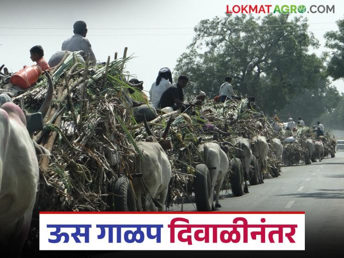 Preparations are complete to throw sugarcane crushing in mill on Dussehra; this year the crushing will pick up pace only after Diwali | दसऱ्याला गव्हाणीत मोळी टाकण्याची तयारी पूर्ण; यंदा गाळप मात्र दिवाळीनंतरच गती घेणार
