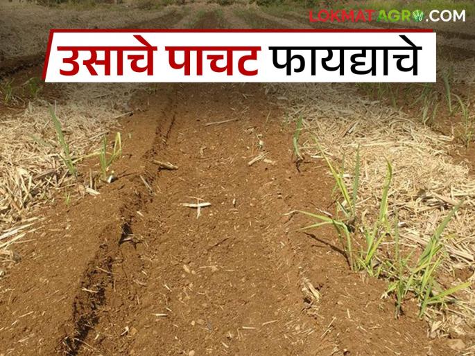 What are the benefits of keeping sugarcane trash in field after cutting? Read in detail | एक आड एक सरीत उसाचे पाचट ठेवले तर काय होतील फायदे; वाचा सविस्तर What are the benefits of keeping sugarcane trash in field after cutting? Read in detail | एक आड एक सरीत उसाचे पाचट ठेवले तर काय होतील फायदे; वाचा सविस्तर