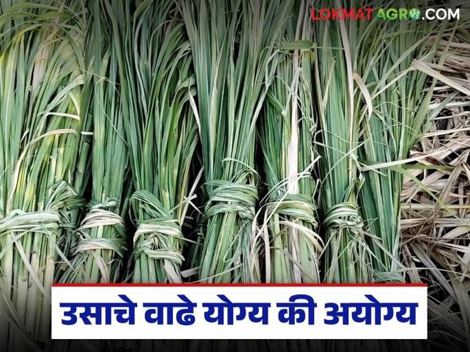 Is it right or wrong to feed sugarcane stalks to dairy animals? Find out in detail | दुभत्या जनावरांना उसाचे वाढे खायला देणं योग्य की अयोग्य; जाणून घ्या सविस्तर Is it right or wrong to feed sugarcane stalks to dairy animals? Find out in detail | दुभत्या जनावरांना उसाचे वाढे खायला देणं योग्य की अयोग्य; जाणून घ्या सविस्तर