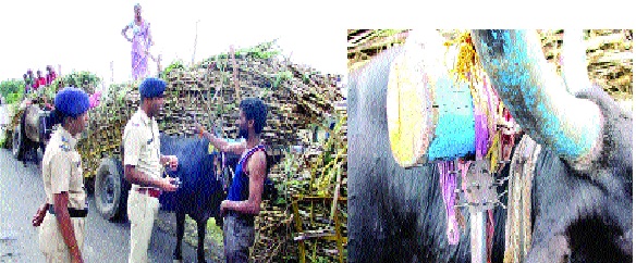 Action on 35 bullock carts in Khanapur-Kastowaar: Extra carcasses over capacity | खानापूर-कडेगावमध्ये ३५ बैलगाड्यांवर कारवाई : क्षमतेपेक्षा जादा ऊसवाहतूक Action on 35 bullock carts in Khanapur-Kastowaar: Extra carcasses over capacity | खानापूर-कडेगावमध्ये ३५ बैलगाड्यांवर कारवाई : क्षमतेपेक्षा जादा ऊसवाहतूक