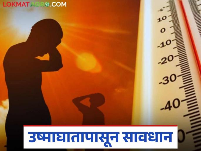 What to do to protect yourself from heat waves? and what not to do? Find out in detail | उष्णतेच्या लाटेपासून बचाव करण्यासाठी काय करावे? व काय करू नये? जाणून घ्या सविस्तर