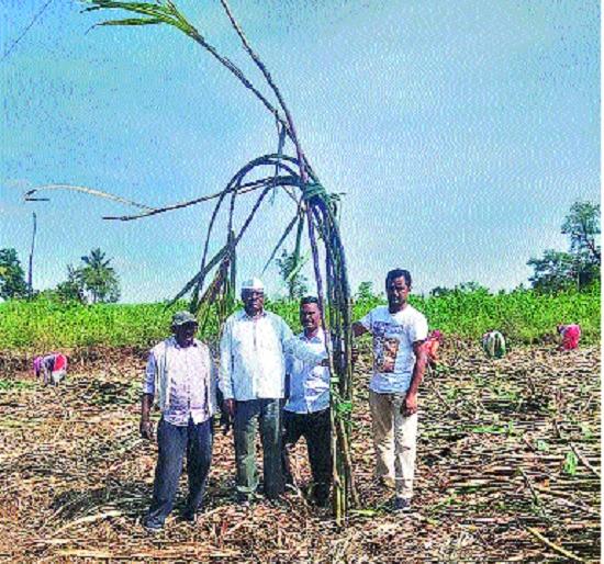 Success story recorded at age 5 Production of 499 tonnes of sugarcane was taken by a retired teacher | वयाच्या ७६ व्यावर्षी नोंदली यशोगाथा । ऐतवडेच्या निवृत्त शिक्षकाने घेतले १९२ टन ऊस उत्पादन