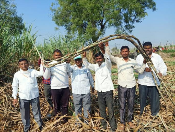 Kadewadi's young farmer's got 121 tons of sugarcane in One acre | काटेवाडीच्या युवा शेतकऱ्याचा 'नादखुळा' ; एका एकरात घेतले तब्बल १२१ टन ऊस उत्पादन Kadewadi's young farmer's got 121 tons of sugarcane in One acre | काटेवाडीच्या युवा शेतकऱ्याचा 'नादखुळा' ; एका एकरात घेतले तब्बल १२१ टन ऊस उत्पादन
