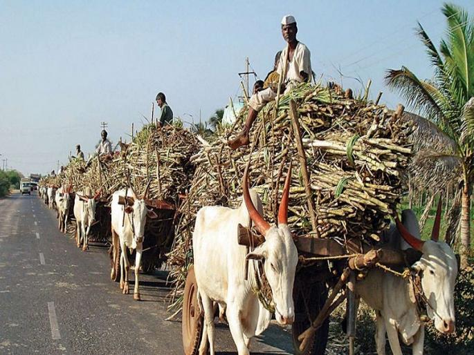 Good news for sugarcane farmers, central government increases FRP | ऊस उत्पादक शेतकऱ्यांसाठी आनंदाची बातमी, केंद्र सरकारकडून 'एफआरपी'मध्ये वाढ Good news for sugarcane farmers, central government increases FRP | ऊस उत्पादक शेतकऱ्यांसाठी आनंदाची बातमी, केंद्र सरकारकडून 'एफआरपी'मध्ये वाढ