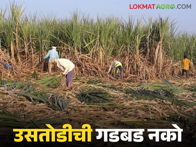 Farmers, don't make a fuss about sugarcane harvesting, otherwise the manufacturers will sell sugarcane at scrap prices | शेतकऱ्यांनो उसतोडीची गडबड करु नका, अन्यथा कारखानदार भंगाराच्या दरात ऊस नेतील