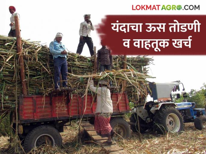 Us Galap Hangam : How sugarcane cutting and transportation costs are determined read in detail | Us Galap Hangam : कसा ठरतो ऊस तोडणी व वाहतूक खर्च वाचा सविस्तर Us Galap Hangam : How sugarcane cutting and transportation costs are determined read in detail | Us Galap Hangam : कसा ठरतो ऊस तोडणी व वाहतूक खर्च वाचा सविस्तर