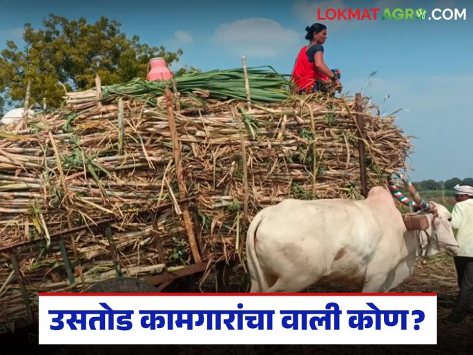 What facilities have been provided for sugarcane harvesting workers in the government circular? Read in detail | शासनाच्या परिपत्रकात उसतोड कामगारांसाठी कोणकोणत्या सोयी-सुविधा आहेत? वाचा सविस्तर