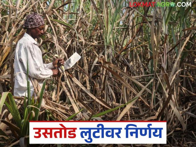 New law will stop looting by sugarcane harvesting labours; Know the details | नवीन कायद्यामुळे ऊस तोडणी मजुरांकडून होणारी लूट थांबणार; जाणून घ्या सविस्तर New law will stop looting by sugarcane harvesting labours; Know the details | नवीन कायद्यामुळे ऊस तोडणी मजुरांकडून होणारी लूट थांबणार; जाणून घ्या सविस्तर