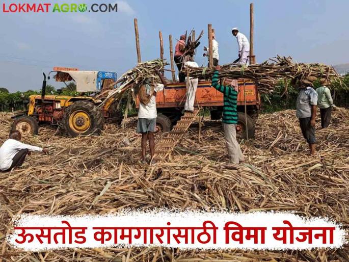 Approval of Sant Bhagwan Baba Sugarcane Workers Insurance Scheme for sugarcane workers and transporters, Mukadam etc. | ऊसतोड कामगार व वाहतूकदार, मुकादम आदींसाठी संत भगवानबाबा ऊसतोड कामगार विमा योजनेस मंजुरी