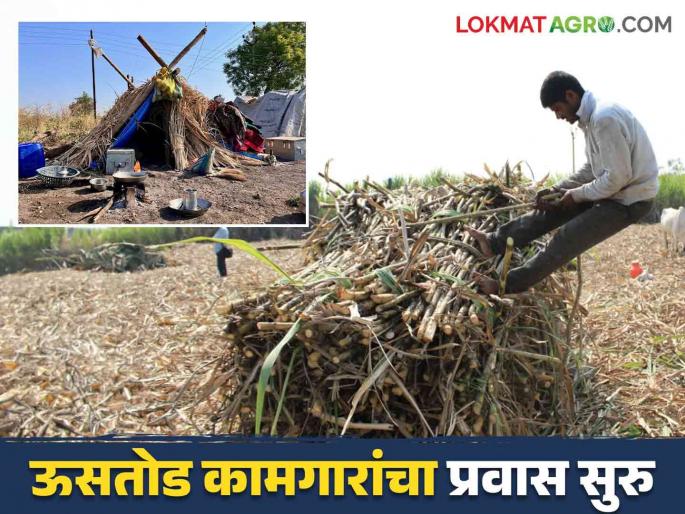Ustod Kamgar : Thousands of sugarcane workers on their way to western Maharashtra | Ustod Kamgar : हजारो ऊसतोड मजूर पश्चिम महाराष्ट्राच्या वाटेवर Ustod Kamgar : Thousands of sugarcane workers on their way to western Maharashtra | Ustod Kamgar : हजारो ऊसतोड मजूर पश्चिम महाराष्ट्राच्या वाटेवर