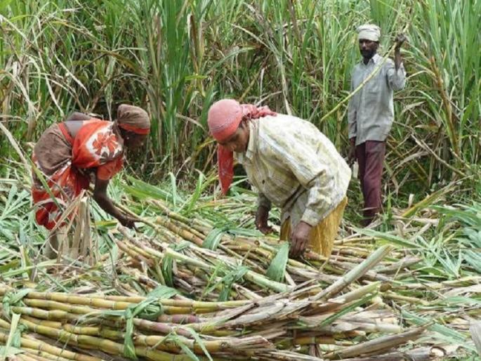 What should I go to the village to eat Should we lie down in front of the animals | ‘गावाकडं जाऊन काय ढेकळं खायची काय; जनावरांपुढं आडवं पडावं का आम्हीच...?’ What should I go to the village to eat Should we lie down in front of the animals | ‘गावाकडं जाऊन काय ढेकळं खायची काय; जनावरांपुढं आडवं पडावं का आम्हीच...?’