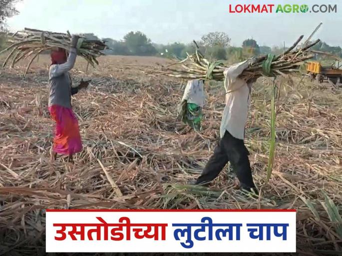 Looting of farmers by migrant labourers will stop; State government will make new law | उसतोड मजुरांकडून शेतकऱ्यांची लूट थांबणार; राज्य सरकार करणार नवीन कायदा Looting of farmers by migrant labourers will stop; State government will make new law | उसतोड मजुरांकडून शेतकऱ्यांची लूट थांबणार; राज्य सरकार करणार नवीन कायदा