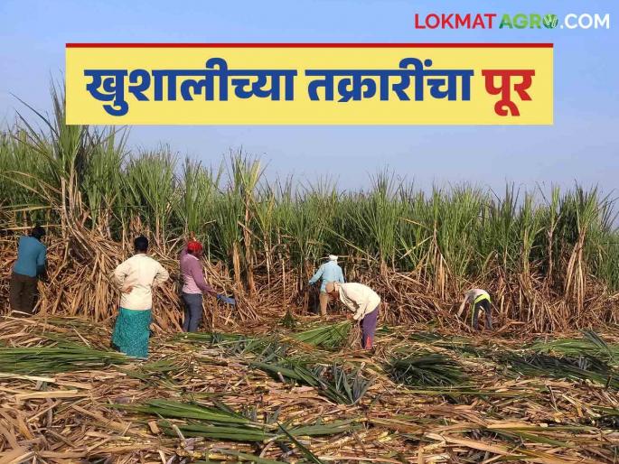 Are you complaining about Khushali, your sugarcane is not being cutting; fight with farmer and sugarcane labour | खुशालीची तक्रार करतोस काय, तुझा उसच तोडत नाही; शेतकऱ्यालाच दिला दम Are you complaining about Khushali, your sugarcane is not being cutting; fight with farmer and sugarcane labour | खुशालीची तक्रार करतोस काय, तुझा उसच तोडत नाही; शेतकऱ्यालाच दिला दम