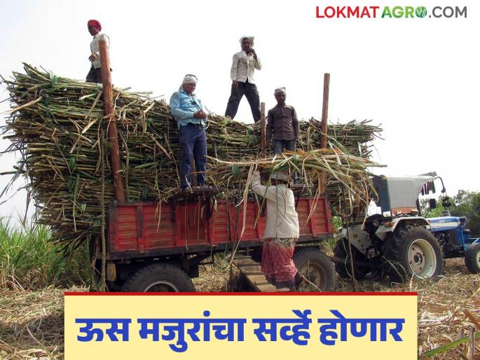 Ustod Kamgar Nondani : 10 lakh sugarcane harvester workers registered in the state but only a few lakh | Ustod Kamgar Nondani : राज्यात १० लाख ऊस तोड कामगार नोंदणी मात्र जेमतेम लाखभर Ustod Kamgar Nondani : 10 lakh sugarcane harvester workers registered in the state but only a few lakh | Ustod Kamgar Nondani : राज्यात १० लाख ऊस तोड कामगार नोंदणी मात्र जेमतेम लाखभर