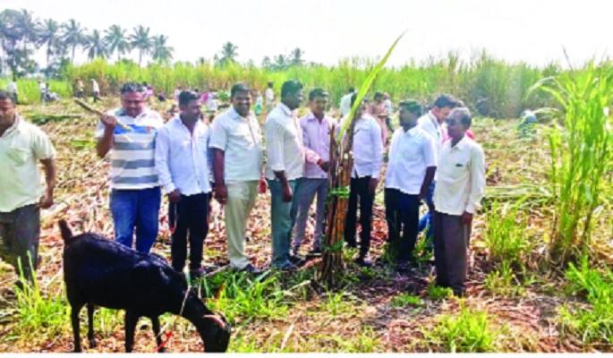 Unlocking the ossuary in the adjoining dexterity | कसबे डिग्रजमध्ये ऊसतोडी बंद पाडल्या Unlocking the ossuary in the adjoining dexterity | कसबे डिग्रजमध्ये ऊसतोडी बंद पाडल्या