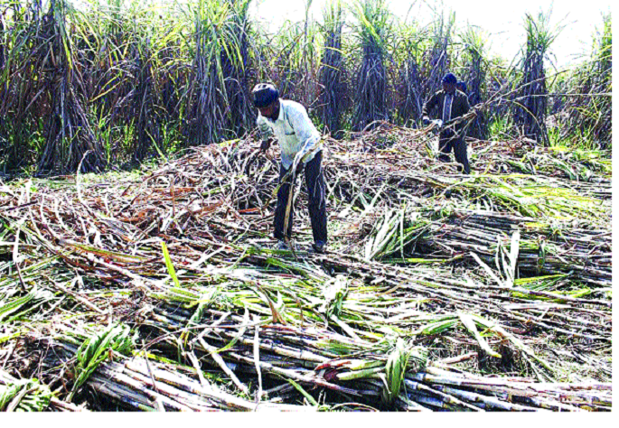FRP pieces from factories | कारखान्यांकडून एफआरपीची तुकडेवारी FRP pieces from factories | कारखान्यांकडून एफआरपीची तुकडेवारी