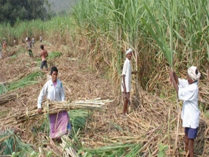 Sugarcane trade unions now await a meeting of arbitration | ऊसतोड कामगार संघटनांंना आता प्रतीक्षा लवादाच्या बैठकीची; कामगार मंत्रालय घेणार पुढाकार Sugarcane trade unions now await a meeting of arbitration | ऊसतोड कामगार संघटनांंना आता प्रतीक्षा लवादाच्या बैठकीची; कामगार मंत्रालय घेणार पुढाकार