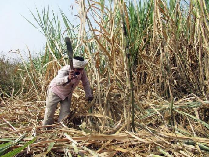 The farmer has to bear the burden of thousands for sugarcane cutting | ऊसतोडणीसाठी शेतकऱ्याला सोसावा लागतोय हजारोंचा भुर्दंड, ऊसतोड टोळ्यांकडून लूट The farmer has to bear the burden of thousands for sugarcane cutting | ऊसतोडणीसाठी शेतकऱ्याला सोसावा लागतोय हजारोंचा भुर्दंड, ऊसतोड टोळ्यांकडून लूट