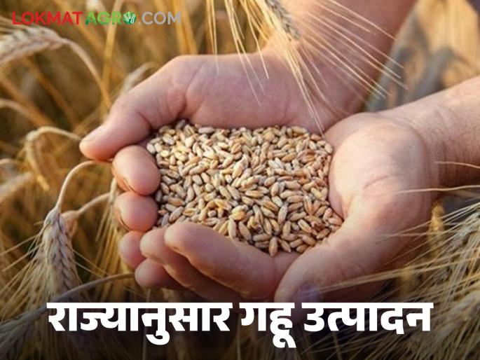 Latest News Wheat Production Uttar Pradesh leads in wheat production, see complete state-wise list | Wheat Production : गहू उत्पादनात 'या' राज्यांनी मारली बाजी, पहा राज्यनिहाय संपूर्ण यादी  Latest News Wheat Production Uttar Pradesh leads in wheat production, see complete state-wise list | Wheat Production : गहू उत्पादनात 'या' राज्यांनी मारली बाजी, पहा राज्यनिहाय संपूर्ण यादी