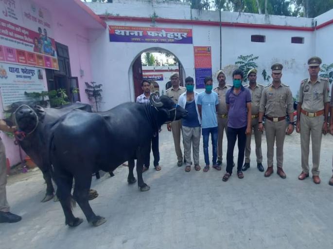 Two stolen buffaloes were found and brought to Thane in 5 days, an achievement of Uttar Pradesh Police | चोरीला गेलेल्या दोन म्हैशी ५ दिवसांत शोधून ठाण्यात आणल्या, उत्तर प्रदेश पोलिसांची कामगिरी Two stolen buffaloes were found and brought to Thane in 5 days, an achievement of Uttar Pradesh Police | चोरीला गेलेल्या दोन म्हैशी ५ दिवसांत शोधून ठाण्यात आणल्या, उत्तर प्रदेश पोलिसांची कामगिरी