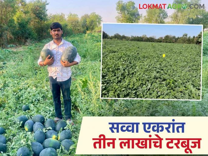 Prashantrao of Hiwarkhed achieved a record watermelon production through proper crop planning and effective use of modern technology | पिकाचे योग्य नियोजन आणि आधुनिक तंत्रज्ञानाचा प्रभावी वापर करत हिवरखेडच्या प्रशांतरावांनी घेतले टरबूजचे विक्रमी उत्पादन