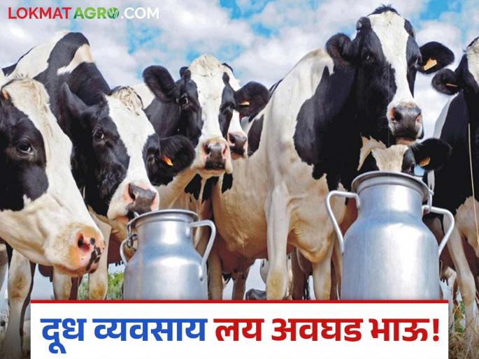 Even the expenses of lakhs rupees of cows and buffaloes have not been covered; Producers are in trouble due to milk prices, while the prices of animal feed have increased rapidly | लाखोंच्या गाई म्हशींचा खर्चही निघेना; दूध दरामुळे उत्पादक अडचणीत तर पशुखाद्याच्या दरात झपाट्याने वाढ Even the expenses of lakhs rupees of cows and buffaloes have not been covered; Producers are in trouble due to milk prices, while the prices of animal feed have increased rapidly | लाखोंच्या गाई म्हशींचा खर्चही निघेना; दूध दरामुळे उत्पादक अडचणीत तर पशुखाद्याच्या दरात झपाट्याने वाढ
