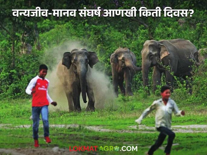 The cows of prosperous agriculture are getting tired; Why are wildlife rising up against human life? | समृद्ध शेतीची गव्यांना लागली चटक; वन्यजीव का उठताहेत मानवाच्या जिवावर?