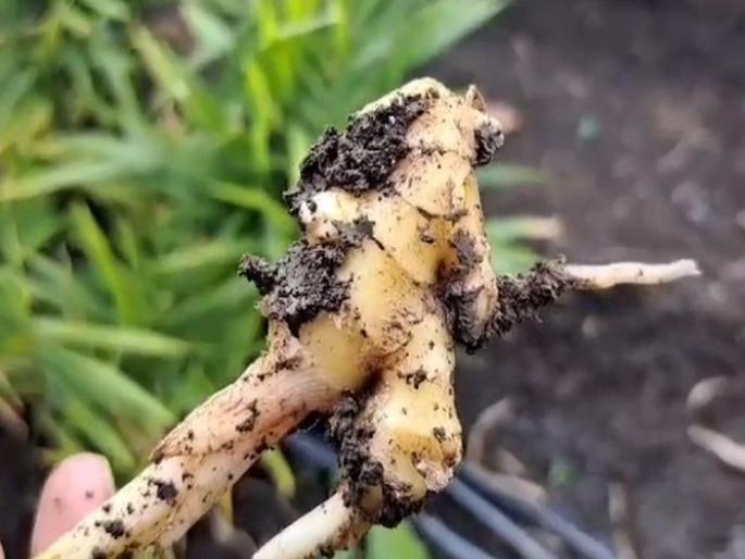 Root rot disease outbreak on ginger crop in Buldhana; Farmers in trouble | बुलढाण्यात अद्रक पिकावर मुळकुज रोगाचा प्रादुर्भाव; शेतकरी अडचणीत  Root rot disease outbreak on ginger crop in Buldhana; Farmers in trouble | बुलढाण्यात अद्रक पिकावर मुळकुज रोगाचा प्रादुर्भाव; शेतकरी अडचणीत
