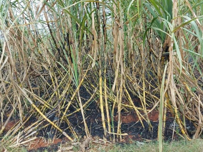 Sugarcane fire on three acres at Dhamod due to short circuit! | धामोड येथील तीन एकरावरील ऊसास शॉर्टसर्किटने आग ! Sugarcane fire on three acres at Dhamod due to short circuit! | धामोड येथील तीन एकरावरील ऊसास शॉर्टसर्किटने आग !