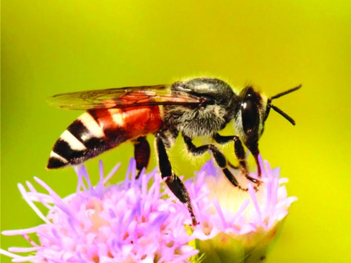International Day for BioDiversity: Biodiversity in Akola is being collected | International Day for BioDiversity : अकोल्यातील जैवविविधतेचा ठेवा होतोय संकलित International Day for BioDiversity: Biodiversity in Akola is being collected | International Day for BioDiversity : अकोल्यातील जैवविविधतेचा ठेवा होतोय संकलित