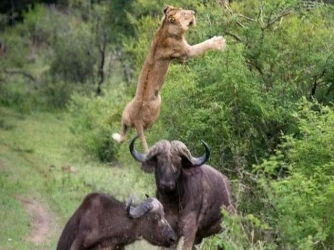 Viral video : Viral video of buffalo and lion goes viral on social media | Viral video : बाबो! शिंगावर उचलत 5 सेकंदात सिंहाला म्हशीनं चितपट केलं; व्हिडीओ पाहाल तर डोळे उघडेच राहतील Viral video : Viral video of buffalo and lion goes viral on social media | Viral video : बाबो! शिंगावर उचलत 5 सेकंदात सिंहाला म्हशीनं चितपट केलं; व्हिडीओ पाहाल तर डोळे उघडेच राहतील
