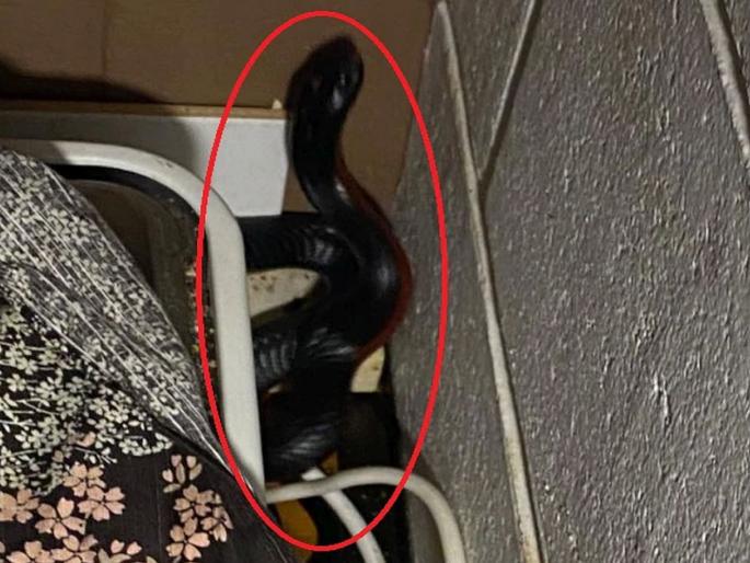 Venomous snak toaster breakfast brisbane snake catchers relocation | बापरे! जेवण बनवण्यासाठी किचनमध्ये गेली; टोस्टरच्या मागून आला विषारी साप, अन् मग.... Venomous snak toaster breakfast brisbane snake catchers relocation | बापरे! जेवण बनवण्यासाठी किचनमध्ये गेली; टोस्टरच्या मागून आला विषारी साप, अन् मग....