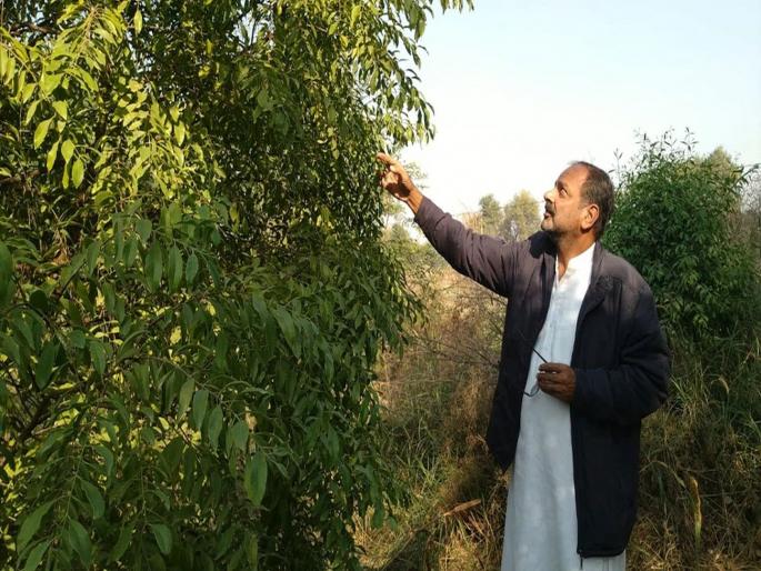 Farmer did sandalwood farming in rajasthan took training from internet | नादच खुळा! इंटरनेटवर पाहून शेतकऱ्यानं केली कमाल; चंदनाची शेती केली अन् झाले मालामाल Farmer did sandalwood farming in rajasthan took training from internet | नादच खुळा! इंटरनेटवर पाहून शेतकऱ्यानं केली कमाल; चंदनाची शेती केली अन् झाले मालामाल