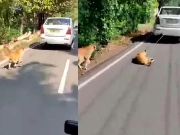 Karela man drags dog by car video goes viral police arrested him | माणुसकीला काळीमा! कुत्र्याला गाडीला बांधून २ किमीपर्यंत फरपटत नेलं; अन् मग..... Karela man drags dog by car video goes viral police arrested him | माणुसकीला काळीमा! कुत्र्याला गाडीला बांधून २ किमीपर्यंत फरपटत नेलं; अन् मग.....