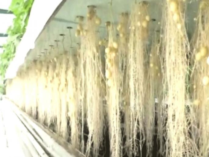 Potato yeld soil less aeroponic karnal haryana | अरे व्वा! एअरोपेनिक टेक्निकने जमीन, मातीशिवाय हवेत उगवणार बटाटे; उत्पन्नही १० टक्क्यांनी वाढणार Potato yeld soil less aeroponic karnal haryana | अरे व्वा! एअरोपेनिक टेक्निकने जमीन, मातीशिवाय हवेत उगवणार बटाटे; उत्पन्नही १० टक्क्यांनी वाढणार