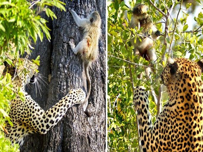 Video: When leopard attack monkey on tree watch viral video | Video: शिकारीसाठी बिबट्या थेट झाडावर चढला; माकडानं असं डोकं लावून जीव वाचवला Video: When leopard attack monkey on tree watch viral video | Video: शिकारीसाठी बिबट्या थेट झाडावर चढला; माकडानं असं डोकं लावून जीव वाचवला