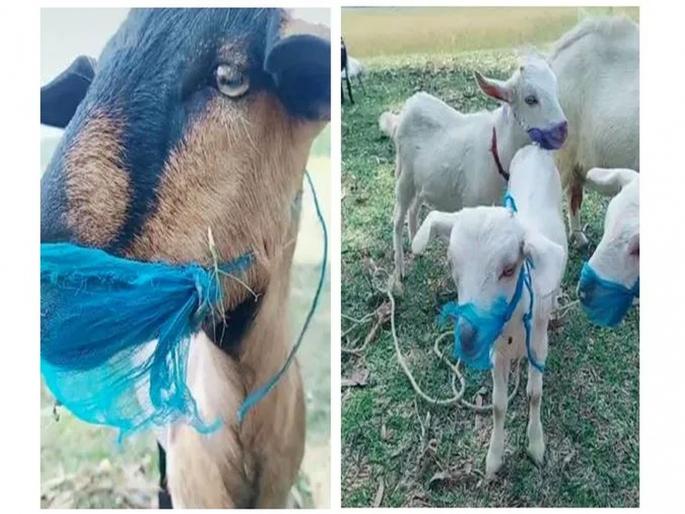 Corona virus : tiktok video viral of a goat wearing mask prevent from corona virus myb | Corona virus : आता कोरोनाच्या भीतीने बकऱ्यांना सुद्धा घातलाय मास्क, व्हिडीओ व्हायरल... Corona virus : tiktok video viral of a goat wearing mask prevent from corona virus myb | Corona virus : आता कोरोनाच्या भीतीने बकऱ्यांना सुद्धा घातलाय मास्क, व्हिडीओ व्हायरल...