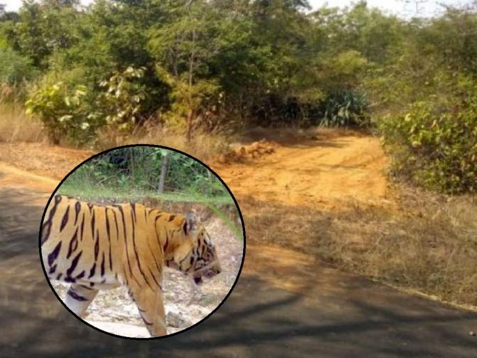 The tiger who took 10 lives got another companion, Two females and one male tiger were caught on camera | १० बळी घेणाऱ्या वाघिणीला मिळाली पुन्हा एक साथीदार; दाेन मादी व एक नर झाला कॅमेराबद्ध The tiger who took 10 lives got another companion, Two females and one male tiger were caught on camera | १० बळी घेणाऱ्या वाघिणीला मिळाली पुन्हा एक साथीदार; दाेन मादी व एक नर झाला कॅमेराबद्ध