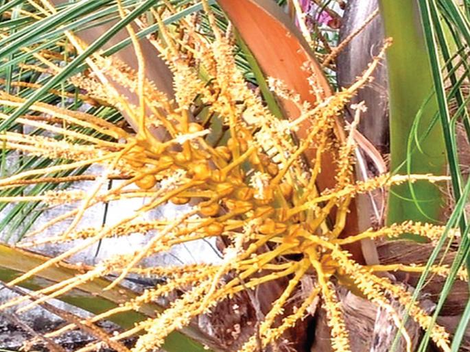 Coconut production will decrease by half; Coconuts will be expensive for horticulturists | नारळाचे उत्पादन निम्म्याने घटणार; बागायतदारांना आर्थिक झळ, नारळ महागणार Coconut production will decrease by half; Coconuts will be expensive for horticulturists | नारळाचे उत्पादन निम्म्याने घटणार; बागायतदारांना आर्थिक झळ, नारळ महागणार