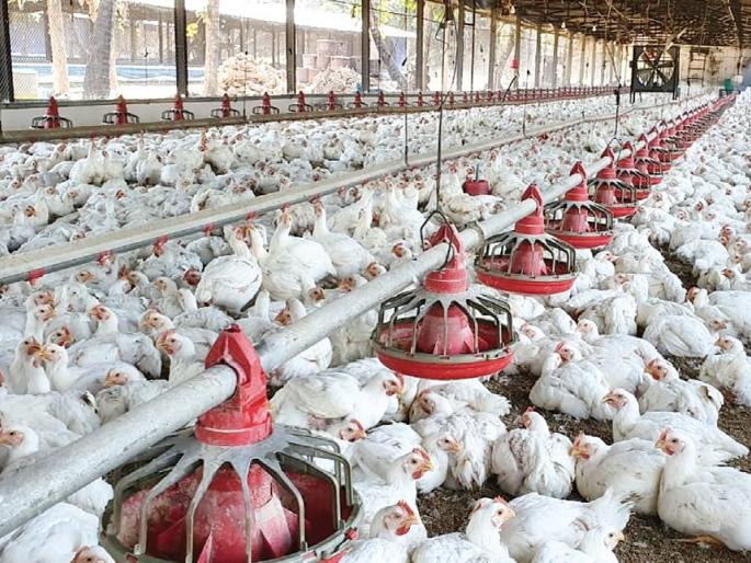 Corona Virus: Corona's Dread! Poultry commercial crisis; Time to bury the survivors in a pit | Corona Virus: कोरोनाचा धसका! पोल्ट्री व्यावसायिक संकटात; जिवंत पिलांना खड्ड्यात गाडण्याची वेळ Corona Virus: Corona's Dread! Poultry commercial crisis; Time to bury the survivors in a pit | Corona Virus: कोरोनाचा धसका! पोल्ट्री व्यावसायिक संकटात; जिवंत पिलांना खड्ड्यात गाडण्याची वेळ