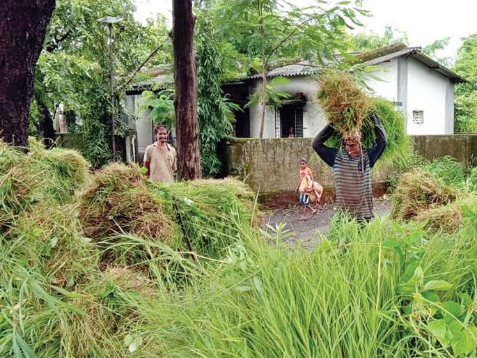 Employment is provided through grass sales in rural areas; All profits are in the throats of traders | ग्रामीण भागात गवतविक्रीतून मिळतो रोजगार; सगळा नफा व्यापाऱ्यांच्या घशात