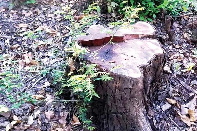 Well stolen at the Reserve Forest Research Center; The slaughter of worth trees | राखीव वन अनुसंधान केंद्रातील खैर चोरीला; किमती झाडांची कत्तल Well stolen at the Reserve Forest Research Center; The slaughter of worth trees | राखीव वन अनुसंधान केंद्रातील खैर चोरीला; किमती झाडांची कत्तल