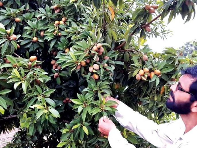 18 crore 10 lakh to chiku growers; 50 percent of insurance approved beneficiaries angry | चिकू उत्पादकांना १८ कोटी १० लाख; ५० टक्के विमा मंजूर झालेले लाभार्थी नाराज 18 crore 10 lakh to chiku growers; 50 percent of insurance approved beneficiaries angry | चिकू उत्पादकांना १८ कोटी १० लाख; ५० टक्के विमा मंजूर झालेले लाभार्थी नाराज