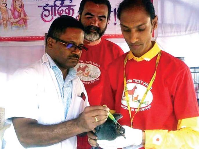 Cat shows injured birds 'compassion'! | मांजाने जखमी झालेल्या पक्ष्यांना दाखवली ‘करुणा’! Cat shows injured birds 'compassion'! | मांजाने जखमी झालेल्या पक्ष्यांना दाखवली ‘करुणा’!