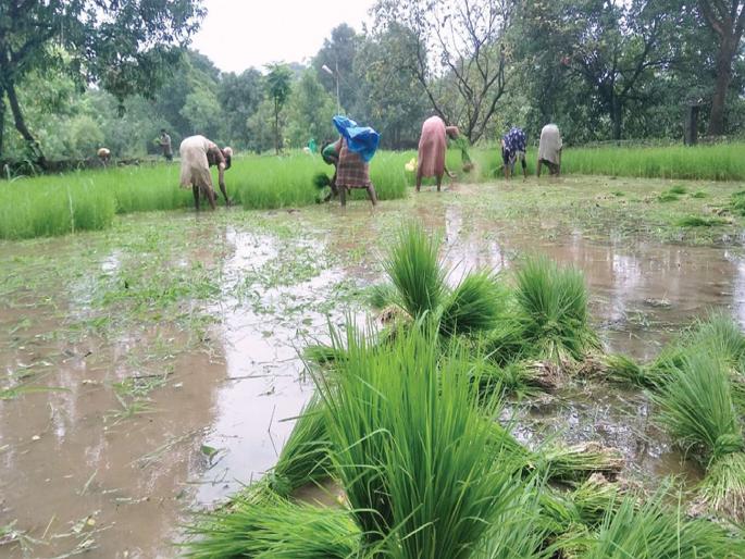 Speed of paddy cultivation in Vasai taluka | वसई तालुक्यात भात लावणीला वेग Speed of paddy cultivation in Vasai taluka | वसई तालुक्यात भात लावणीला वेग