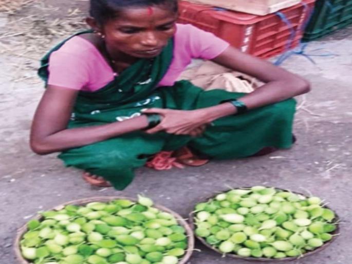 On the verge of extinction of vegetables in the countryside | ग्रामीण भागातूनही रानभाज्या नामशेष होण्याच्या मार्गावर On the verge of extinction of vegetables in the countryside | ग्रामीण भागातूनही रानभाज्या नामशेष होण्याच्या मार्गावर