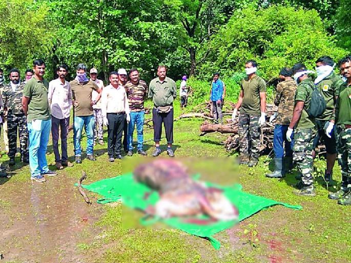 forest department estimate that the death of the tiger is due to drowning in the reservoir of navegaon khairi | ‘त्या’ वाघाचा मृत्यू जलाशयात बुडाल्यामुळेच, वनविभागाचा अंदाज forest department estimate that the death of the tiger is due to drowning in the reservoir of navegaon khairi | ‘त्या’ वाघाचा मृत्यू जलाशयात बुडाल्यामुळेच, वनविभागाचा अंदाज