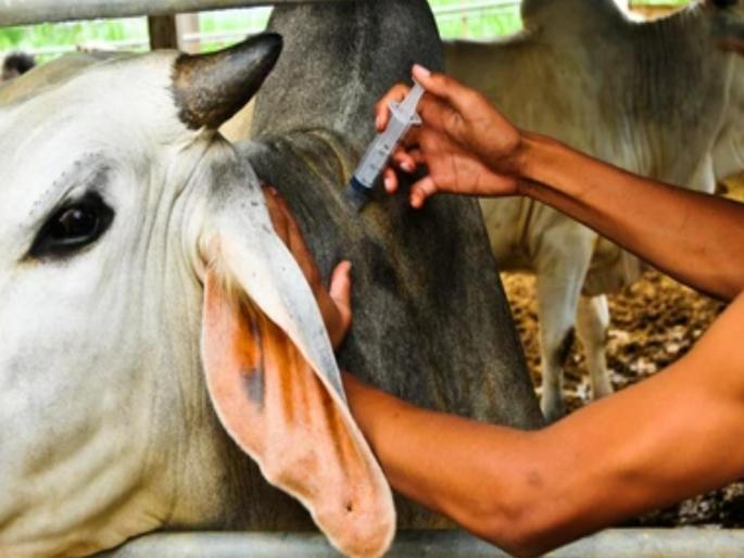 in thane about 466450 pre monsoon vaccination of cows and buffaloes to prevent epidemic diseases in monsoon | साथीचे आजार राेखण्यासाठी ठाणे जिल्ह्यातील ४ लाख ६६ हजार ४५० गायी, म्हशींचे मान्सूनपूर्व लसीकरण! in thane about 466450 pre monsoon vaccination of cows and buffaloes to prevent epidemic diseases in monsoon | साथीचे आजार राेखण्यासाठी ठाणे जिल्ह्यातील ४ लाख ६६ हजार ४५० गायी, म्हशींचे मान्सूनपूर्व लसीकरण!
