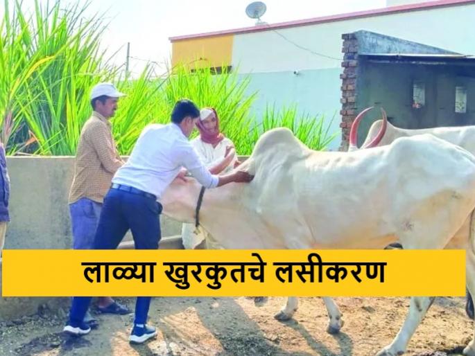 Latest News Lala Kurkut vaccine for 72 thousand animals in malegaon Taluka | दुधात घट, मृत्यू होण्याचा धोका टळला, लाळ्या खुरकुतची 72 हजार जनावरांना लस Latest News Lala Kurkut vaccine for 72 thousand animals in malegaon Taluka | दुधात घट, मृत्यू होण्याचा धोका टळला, लाळ्या खुरकुतची 72 हजार जनावरांना लस